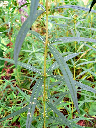 {Helianthus verticillatus}